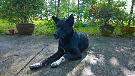 black and tan sit on a trail in the woodsの写真素材