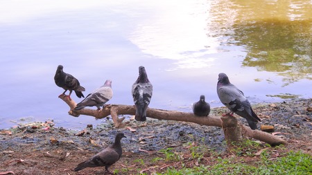 The gray pigeon on a branch above the pond.の写真素材