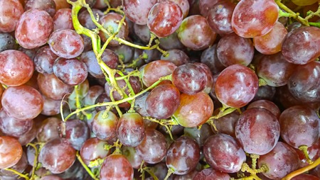 Fresh red grapes close up with low depth of fieldの写真素材