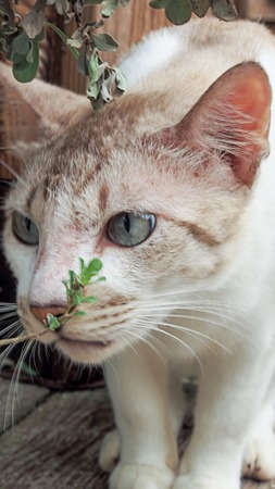 Photo of cute cat sitting on a logの写真素材