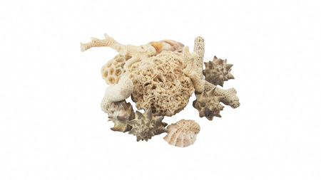 Detail of a dead, white coral with polip calixsの写真素材