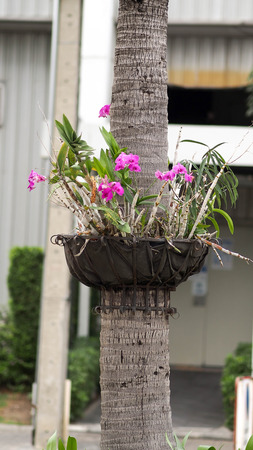 Orchids grow on the trunks of coconutの写真素材