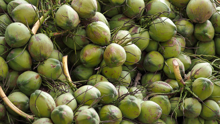 Closeup of young coconutsの写真素材