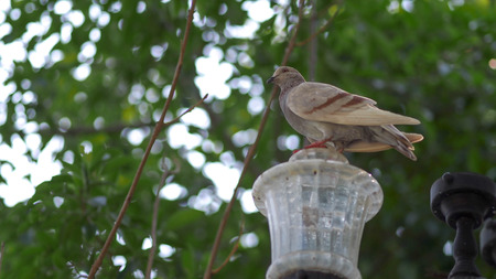 Common pigeon on a ledge.の写真素材