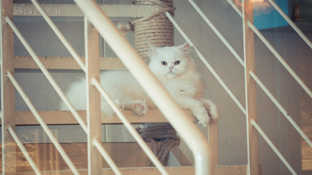 white Persian cat sitting on the stairs. Vintage, retro styleの写真素材