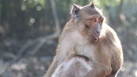Monkey on Siray Island, Phuket, Thailand.