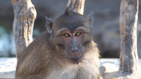 Monkey on Siray Island, Phuket, Thailand.の写真素材