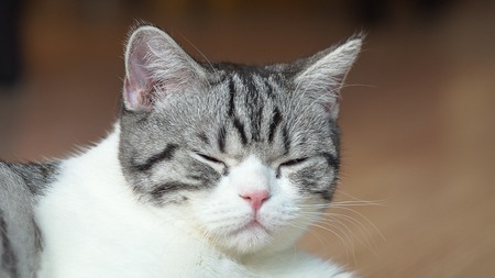Cute cat face sleep .の写真素材