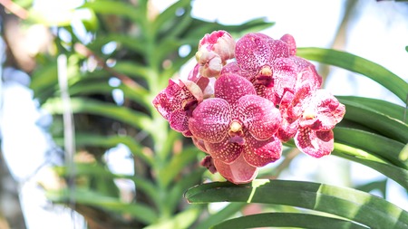 Beautiful  Orchid, Vanda hybrids (flowers)orchids in the gardenの写真素材