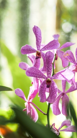 Beautiful  Orchid, Vanda hybrids (flowers)orchids in the garden