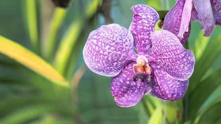 Beautiful Purple Orchid, Vanda hybrids (flowers) orchids in the garden