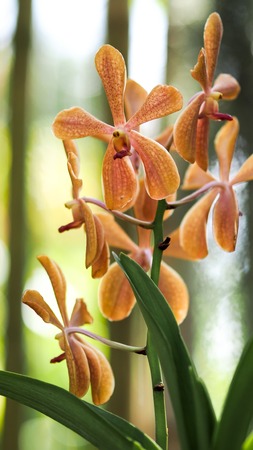 Beautiful  Orchid, Vanda hybrids (flowers)orchids in the gardenの写真素材