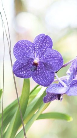 Beautiful Purple Orchid, Vanda hybrids (flowers) orchids in the gardenの写真素材