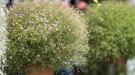 Closeup many little gypsophila pink flowersの写真素材