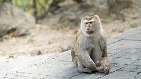 Monkey on the walkway in Khao Tosae Mountain  Phuket, Thailand .の写真素材
