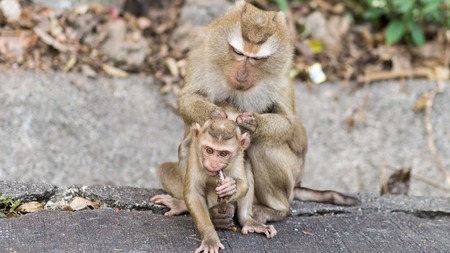 Clean the mother monkeys are monkeys .の写真素材