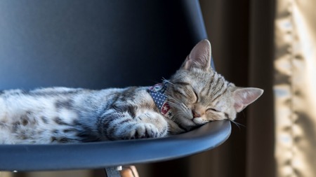 A sleepy litter American shorthair kittyの写真素材