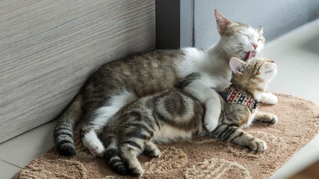 cute tabby kitten playing with each otherの写真素材