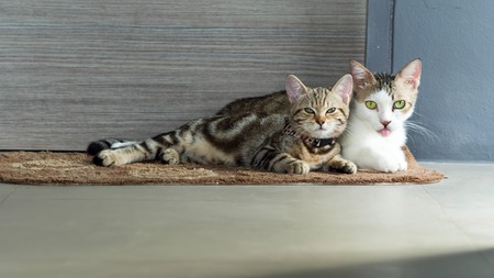 cute tabby kitten playing with each otherの写真素材