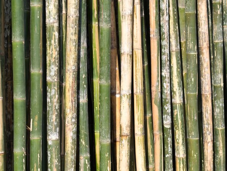 Wall green bamboo backgroundの写真素材