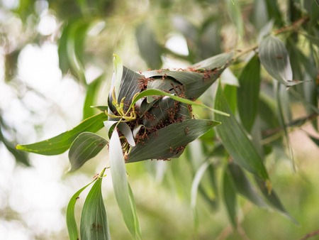 Ants will nest in the parkの写真素材