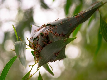 Ants will nest in the parkの写真素材