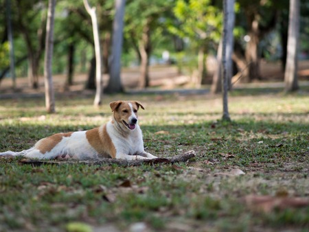 Thai dog relaxing in the park of Thailandの写真素材