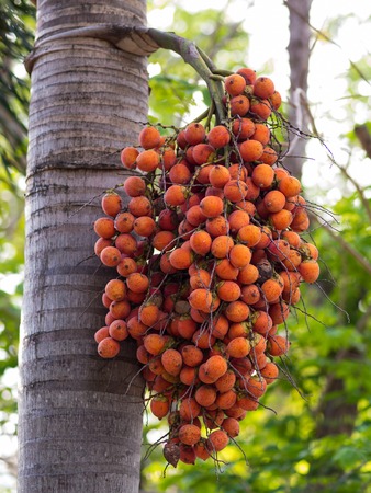 Red  Ripe Arecanut palm, Betel nut palmの写真素材