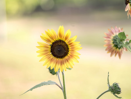 Sunflower in full bloom in field of sunflowers on a sunny dayの写真素材
