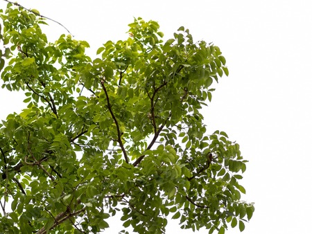 The fresh green  leaves backgroundの写真素材