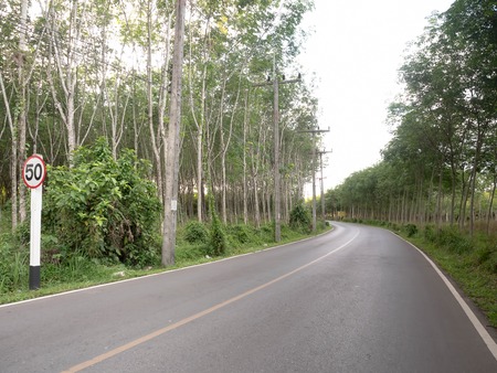 Street trees planted on sideの写真素材