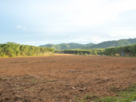 Space land planted with rubber trees overlooking the mountains.の写真素材