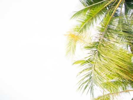 coconut leaves palm tree on sun lightの写真素材