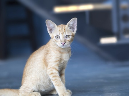cute tabby kitten playing with each otherの写真素材