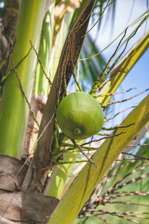 Coconut balls  on their treeの写真素材