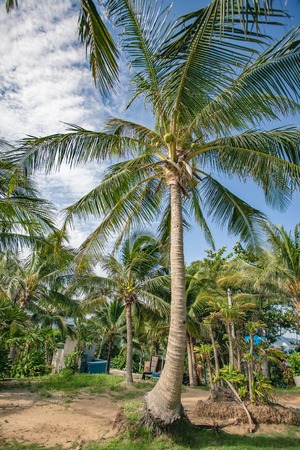 Coconut palm tree on paradise beachの写真素材