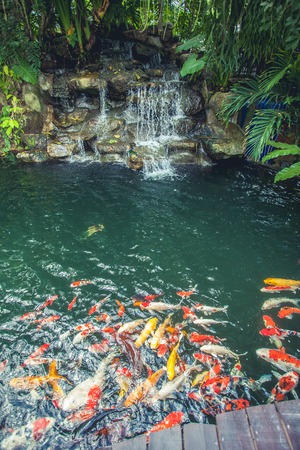 Carp fish eating food in a pond.の写真素材