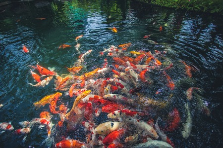 Carp fish eating food in a pond.の写真素材