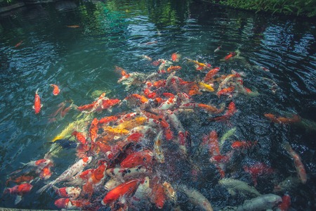 Carp fish eating food in a pond.の写真素材