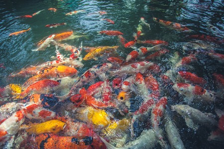 Carp fish eating food in a pond.Backgroundの写真素材