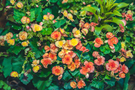 Beautiful close up begonia flower in the gardenの写真素材