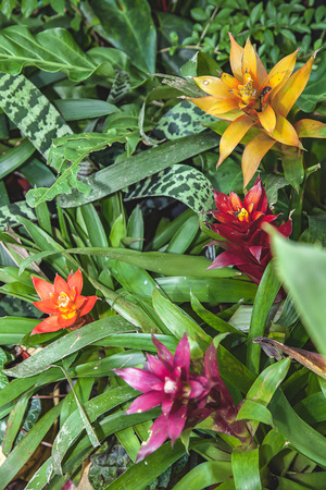Colorful pineapple flowers in the gardenの写真素材
