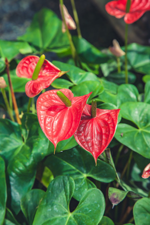 Red spadix flower in the gardenの写真素材