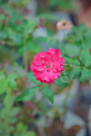 Blossom flowers over nature background/ Spring flowersの写真素材