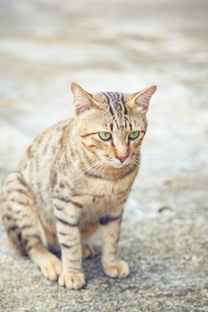 Cute cat sitting on the floorの写真素材