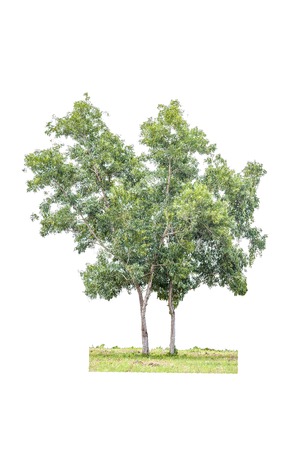 Two  trees isolated on white backgroundの写真素材