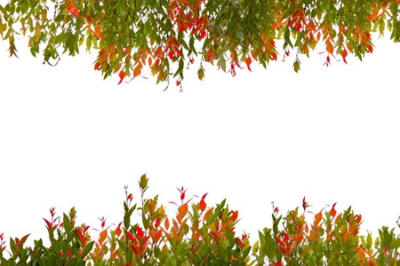 Colorful of short tree isolated over white backgroundの写真素材