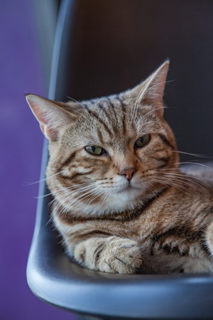 Beautiful American shorthair cat lookingの写真素材