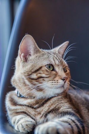 Beautiful American shorthair cat looking の写真素材