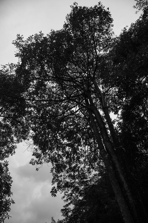 Silhouette of a Bare Tree in Black and Whiteの写真素材